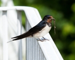 20110613-IMG_4557