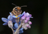 Andrena flavipes (m)