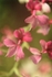 Orchid Calanthe Dark Pink