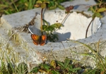 Small Copper