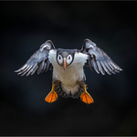 NEIL THOMAS portfolio