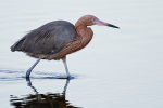 Reddish Egret
