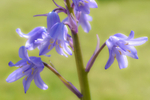 Bluebells-2678-S