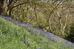 Bluebell_wood_ACP_3642