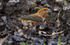 Male Crossbill