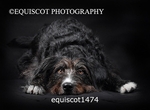 equiscot1474