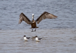  Pelicans _0044