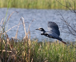Yellow Crowned Night Heron _0017