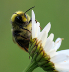 Red-tailed Bumble Bee