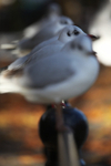 Black headed gulls on a railing in Bristol_00333