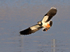 Lapwing about to land in front of the second screen at Otmoor