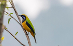 Orange bellied Leafbird Male