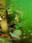 Black-faced Antthrush portfolio