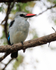Woodland Kingfisher perched on a branch