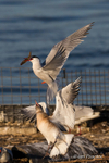 Common Tern with catch of the day!