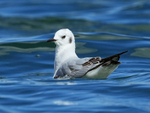 Bonaparte's Gull swimming on Farmoor 2