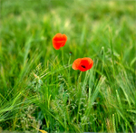 Barleyfield Poppies EDC127