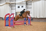 Class 37,38 - UKPSAF Performance Horse & Pony portfolio