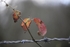 Red Leaf 3