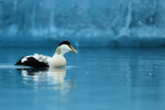 Eider (male) on blue water, Jokulsarlon, Iceland