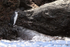 Galapagos Penguin (immature), Bartolome, Galapagos