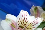 Flowers Set 05 - 18