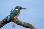 Kingfisher Alcedo Atthis074