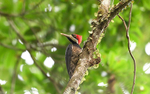 Lineated Woodpecker