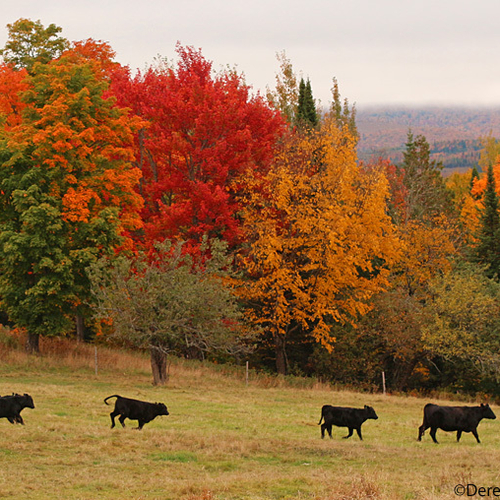 Cows head towards the barn amid a backdrop of colorful fall foliage.