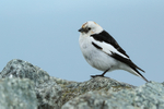 Snow Bunting standing, side view, Jokulsarlon, Iceland