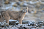Puma Brissa stops and looks, Torres del Paine, Chile