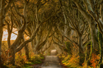 Dark Hedges