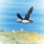 Puffin In Flight I