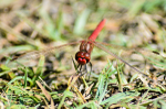 Male Red Veined darter