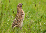 Common Quail.