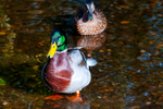 Mallard Duck - DSC_7662