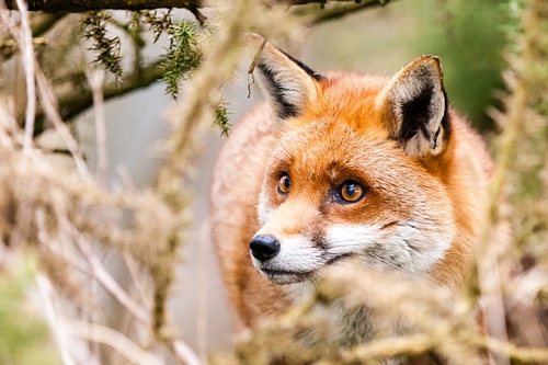 Red Fox