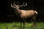 In the spotlight! - Red Deer Stag