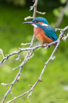 Kingfisher on lookout on the River Lagan, Belfast.