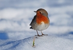 February 2009 - Robin