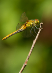 Ruddy Darter - Sympetrum sanguinem RPNP0016
