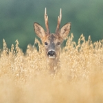 Roe Stag SD2536