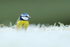 Blue Tit on frosty grass, Worcestershire