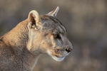 Puma Petacha head in profile, Torres del Paine, Chile