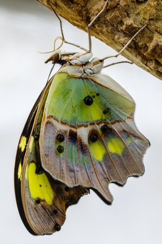 The Malachite is a neotropical brush-footed butterfly. The malachite has large wings that are black and brilliant gre…