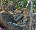 jaguar 1