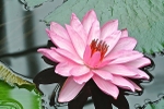 Glossy Pink Water Lily