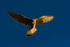 Kestrel
