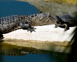 Alligators portfolio