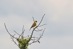 Black-headed Bunting